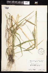 Elymus curvatus image