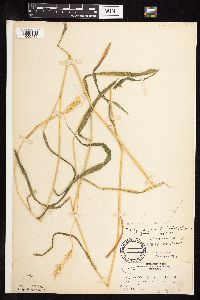 Elymus virginicus image
