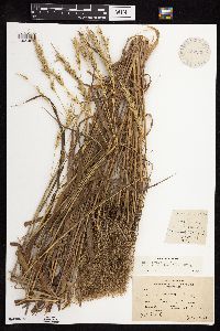 Elymus virginicus image