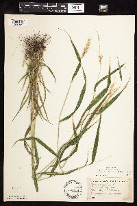 Elymus virginicus image