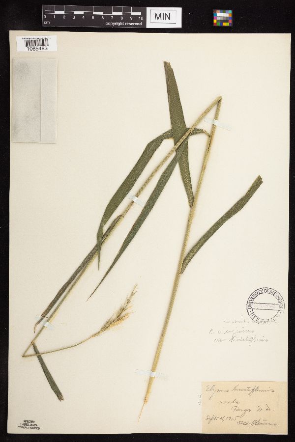 Elymus virginicus var. intermedius image