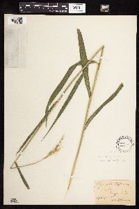Elymus virginicus image
