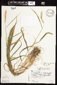 Elymus virginicus image