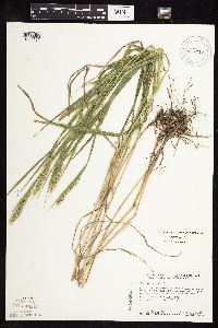 Elymus virginicus image