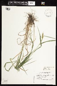 Elymus virginicus image