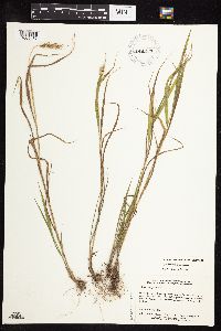 Elymus virginicus image