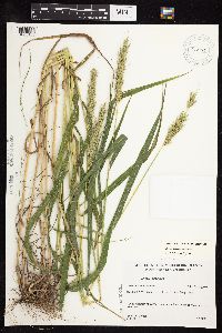 Elymus virginicus image