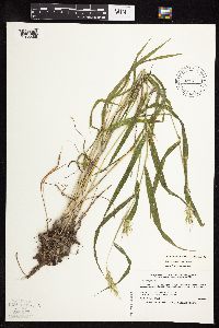 Elymus virginicus image