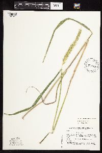 Elymus virginicus image