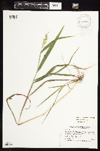 Elymus virginicus image