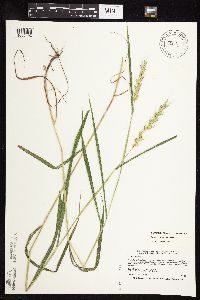 Elymus virginicus image