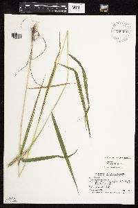 Elymus virginicus image