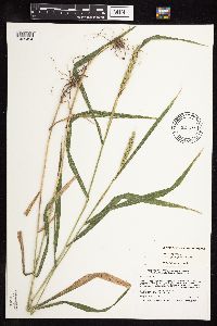 Elymus virginicus image