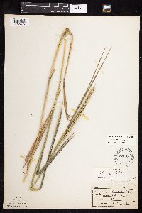 Elymus virginicus image