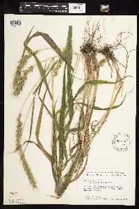 Elymus virginicus image