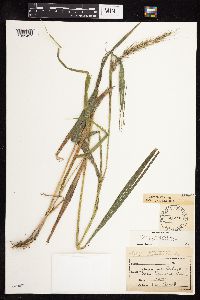Elymus virginicus image