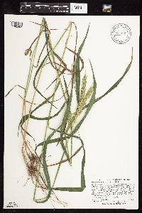 Elymus virginicus image