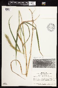 Elymus virginicus image