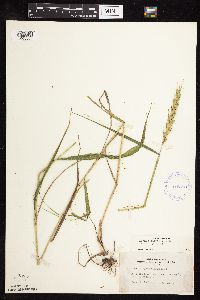 Elymus virginicus image