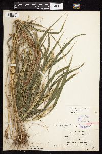 Elymus virginicus image