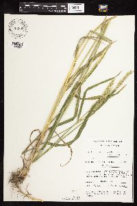 Elymus repens image