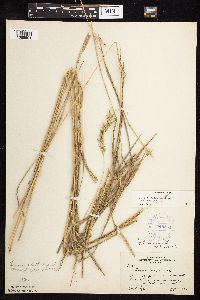 Elymus virginicus image