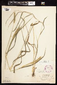 Elymus virginicus image