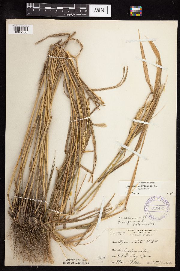 Elymus virginicus image