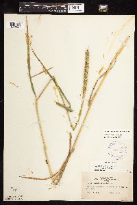 Elymus virginicus image