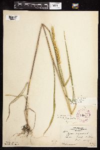 Elymus virginicus image