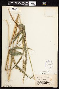 Elymus virginicus image