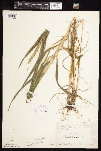 Elymus virginicus image