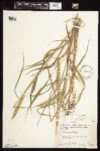 Elymus virginicus image