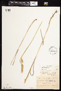 Elymus virginicus image