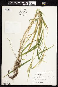Elymus virginicus image