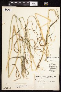 Elymus virginicus image