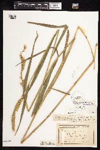 Elymus virginicus image