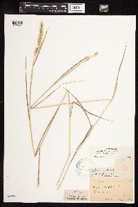 Elymus virginicus image