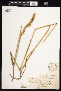 Elymus virginicus image