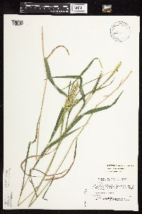 Elymus virginicus image
