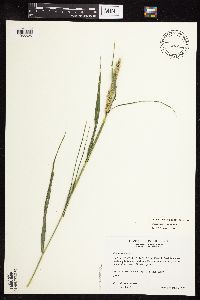 Elymus virginicus image
