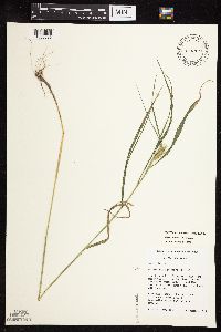 Elymus virginicus image