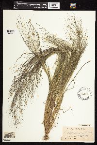 thumbnail image of current specimen