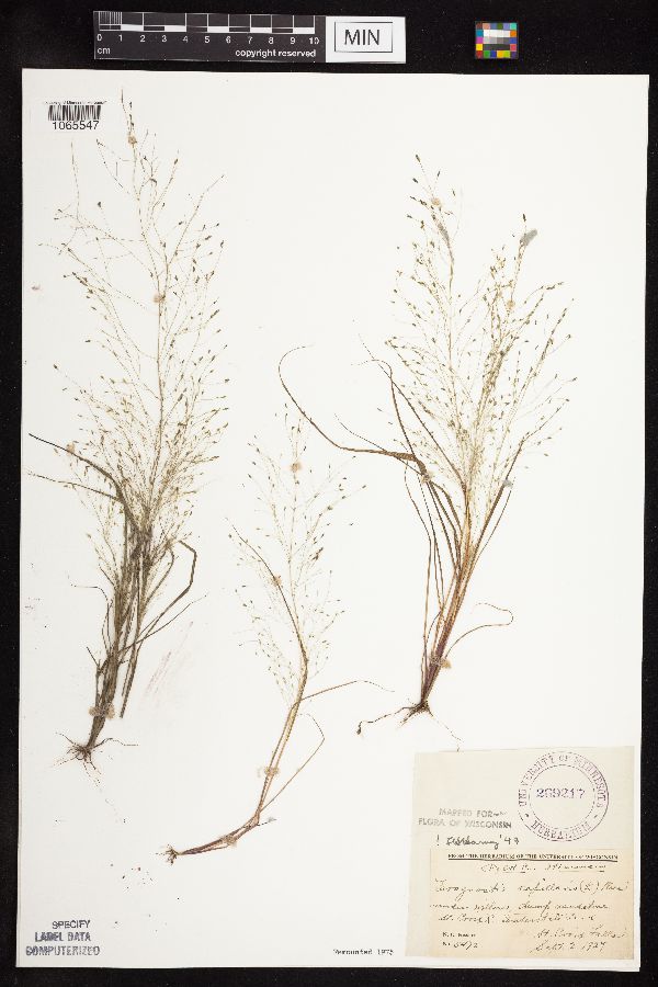 Eragrostis capillaris image