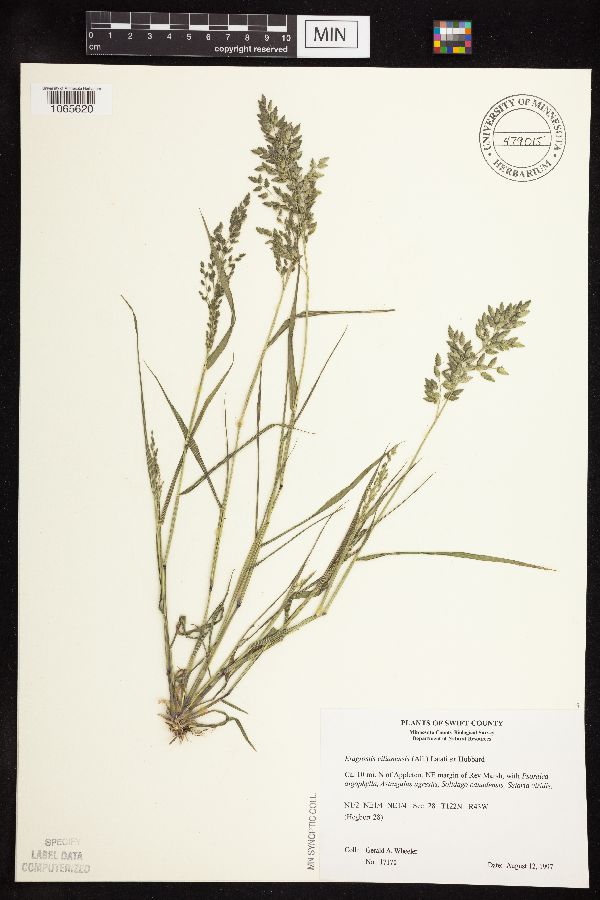 Eragrostis cilianensis image