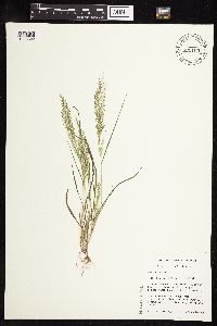 Eragrostis frankii image
