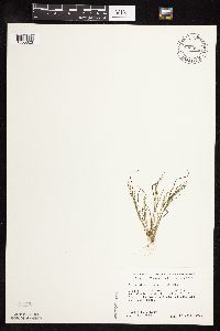 Eragrostis frankii image