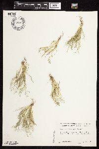 Eragrostis frankii image