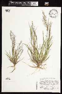 Eragrostis frankii image