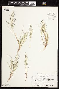 Eragrostis frankii image
